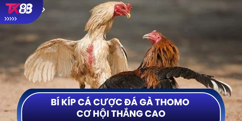 Bí kíp cá cược đá gà Thomo cơ hội thắng cao