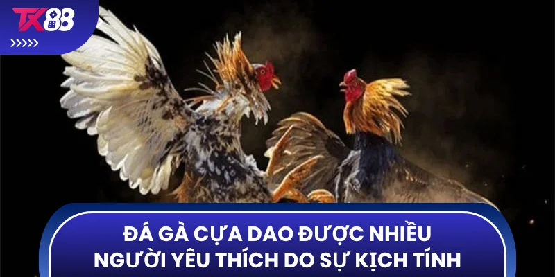 Đá gà cựa dao được nhiều người yêu thích do sự kịch tính