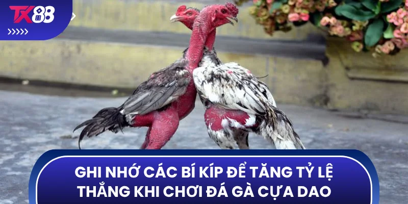 Ghi nhớ các bí kíp để tăng tỷ lệ thắng khi chơi đá gà cựa dao