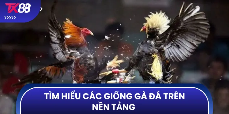 Tìm hiểu các giống gà đá trên nền tảng 